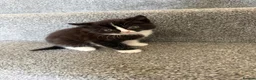 Ragdoll cats for sale: Ragdoll Cross Kittens – Available to Reserve - Advert 11