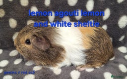 Guinea Pig rodents for sale: Baby sheltie and texel Guinea pig boys in Saltburn-by-the-Sea - Image 8