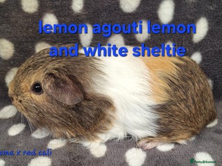 Guinea Pig rodents in Saltburn-by-the-Sea - Advert 35