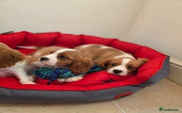 Cavalier King Charles Spaniel dogs for sale: Beautiful Cavalier King Charles Puppies - Image 3