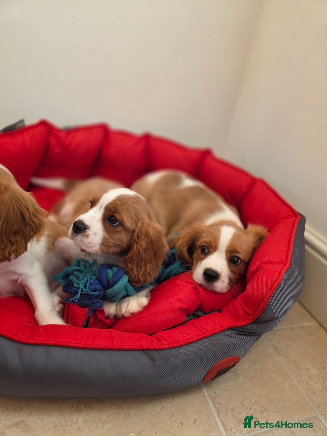 Cavalier King Charles Spaniel dogs for sale: Beautiful Cavalier King Charles Puppies - Image 3