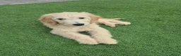 Goldendoodle dogs for sale: F1 standard goldendoodle  - Advert 21