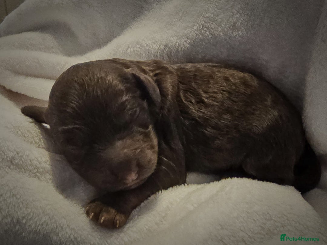 Cockapoo dogs for sale: sable & phantom & tri colour cockapoo puppies  - Image 10