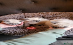 Ragamese cats for sale: Ragdoll x Siamese - Image 4