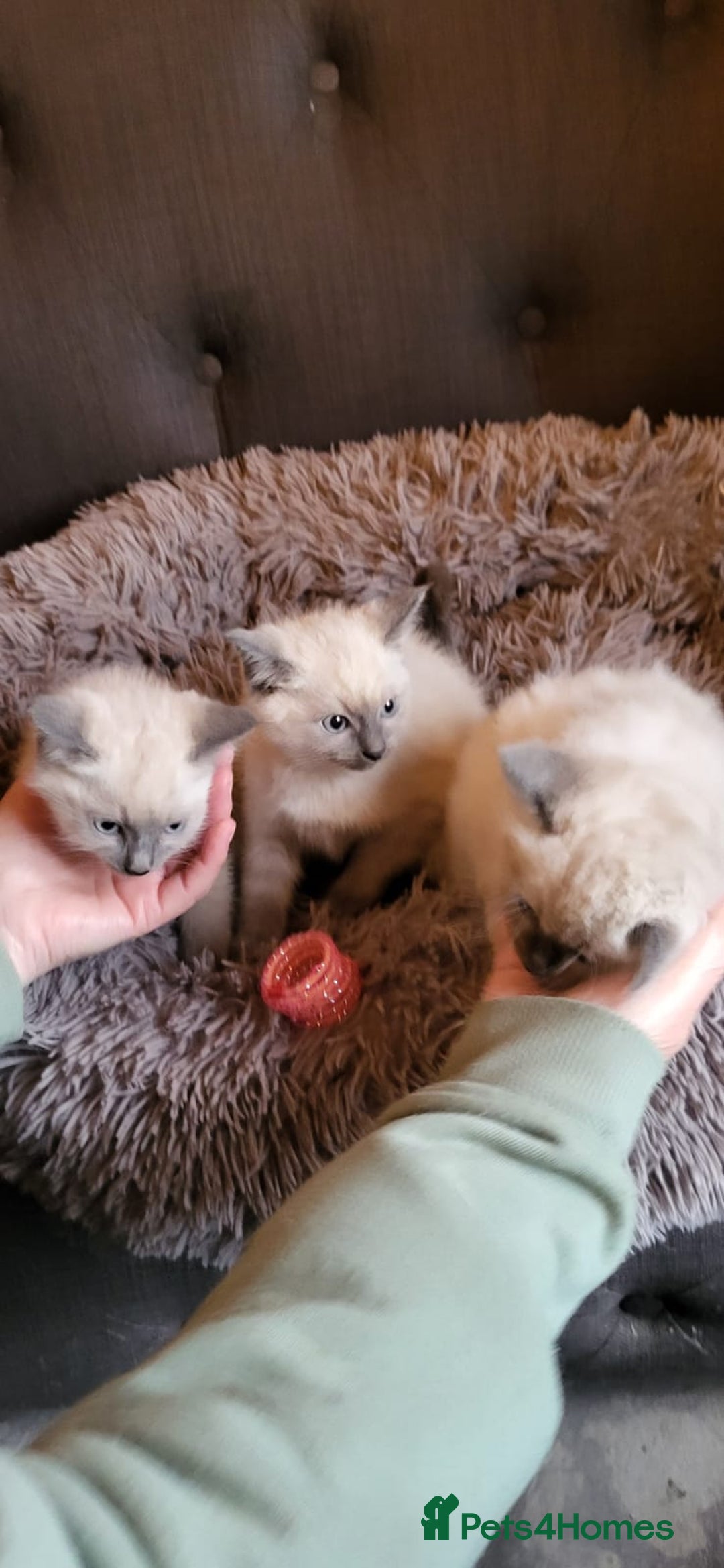 Ragamese cats for sale: Ragdoll x Siamese - Image 4