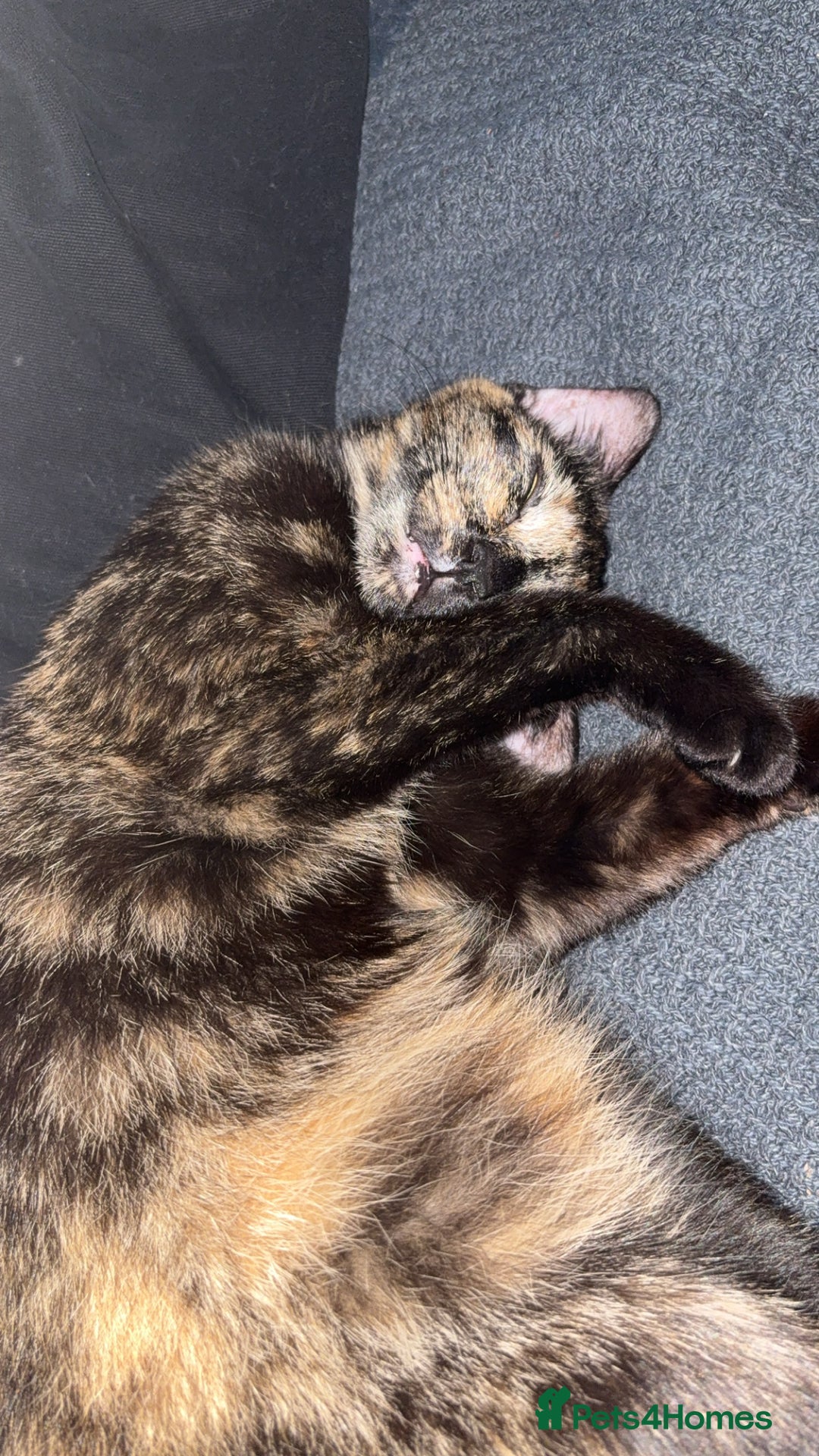 Mixed Breed cats for sale: 2 cats for sale  - Advert 3