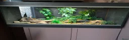 Leopard Gecko reptiles for sale: 3 year old Leopard Gecko with Full set up  in Walton on the Naze - Advert 2