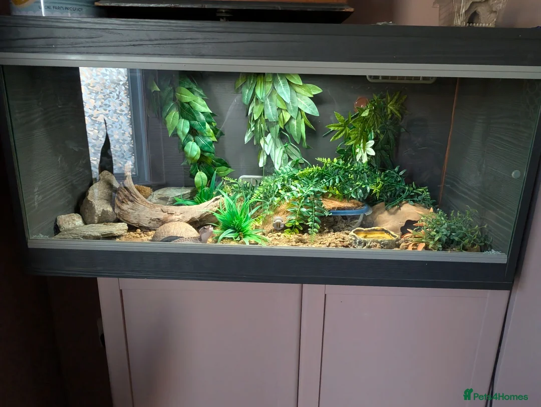 Leopard Gecko reptiles for sale: 3 year old Leopard Gecko with Full set up  in Walton on the Naze - Advert 2