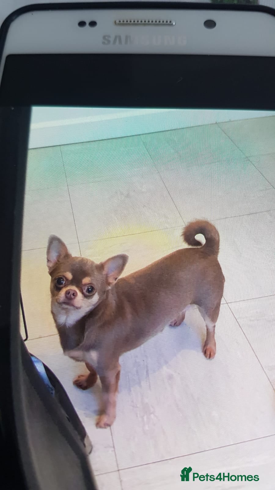 Chihuahua dogs Smooth coat chihuahua ready now £300 - Advert 2