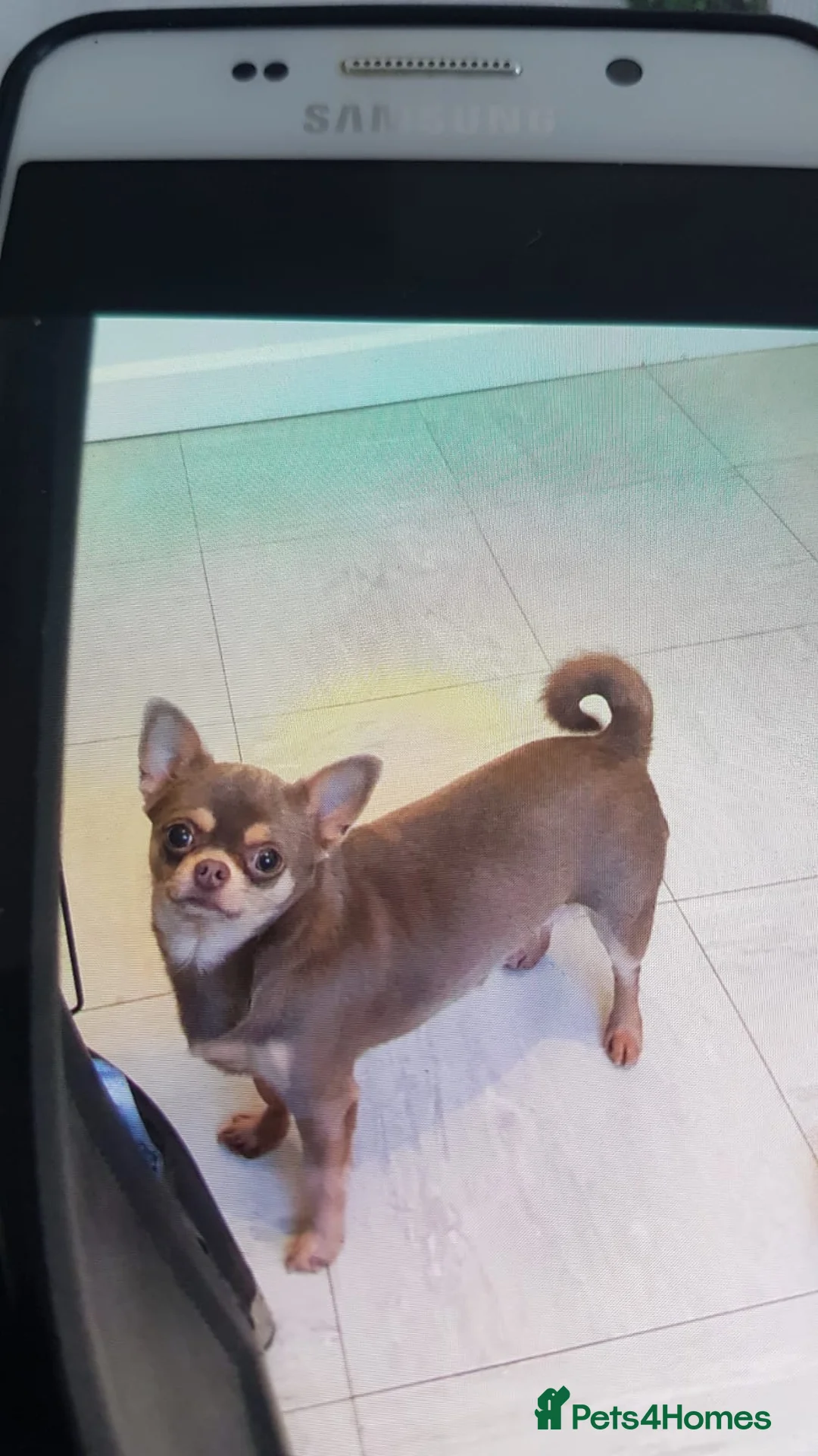 Chihuahua dogs for sale: Smooth coat chihuahua ready now £300 - Advert 2