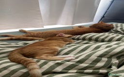 Domestic Shorthair cats for sale: One gorgeous female ginger tabby for sale  - Image 4