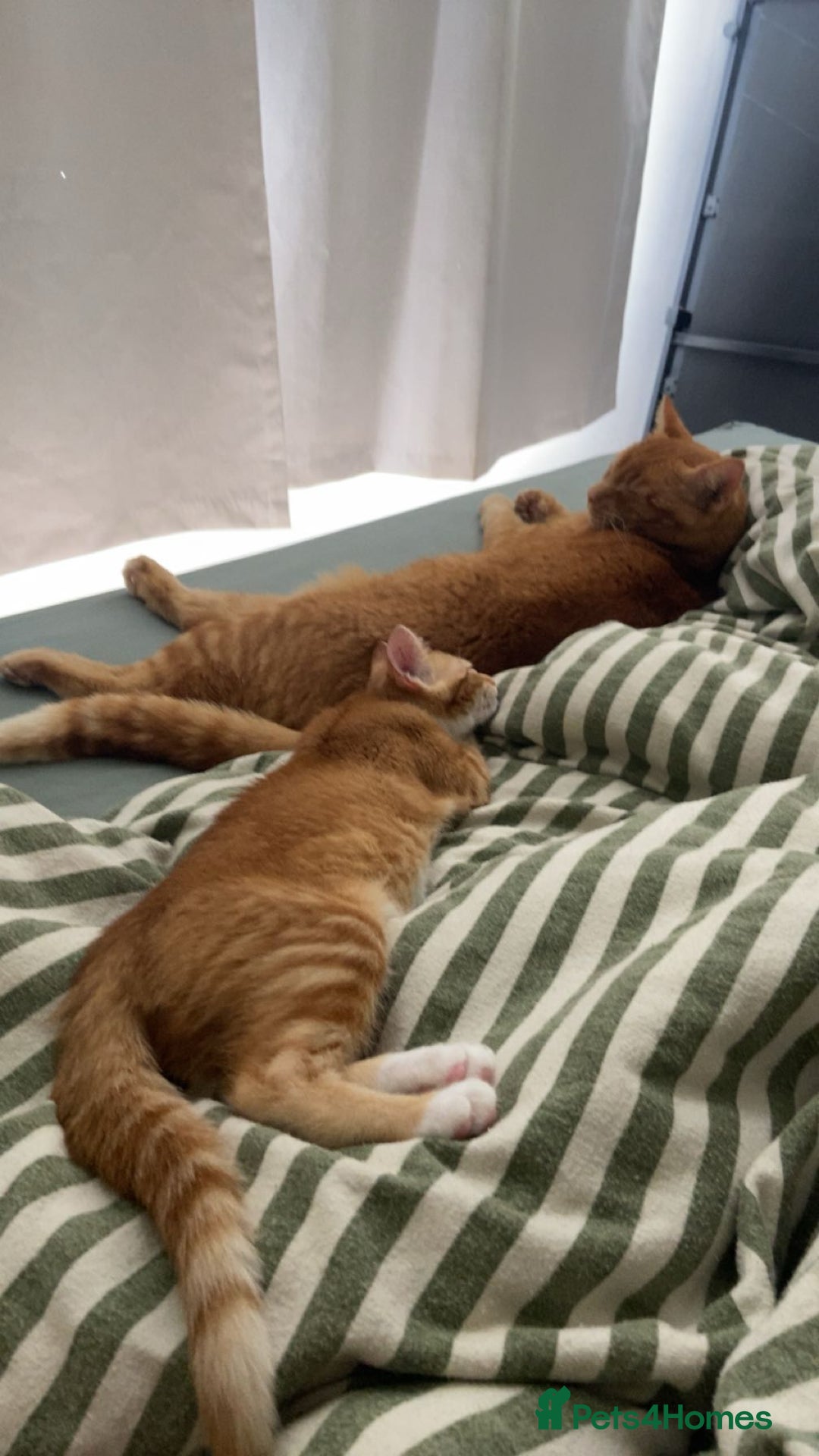 Domestic Shorthair cats for sale: One gorgeous female ginger tabby for sale  - Image 4