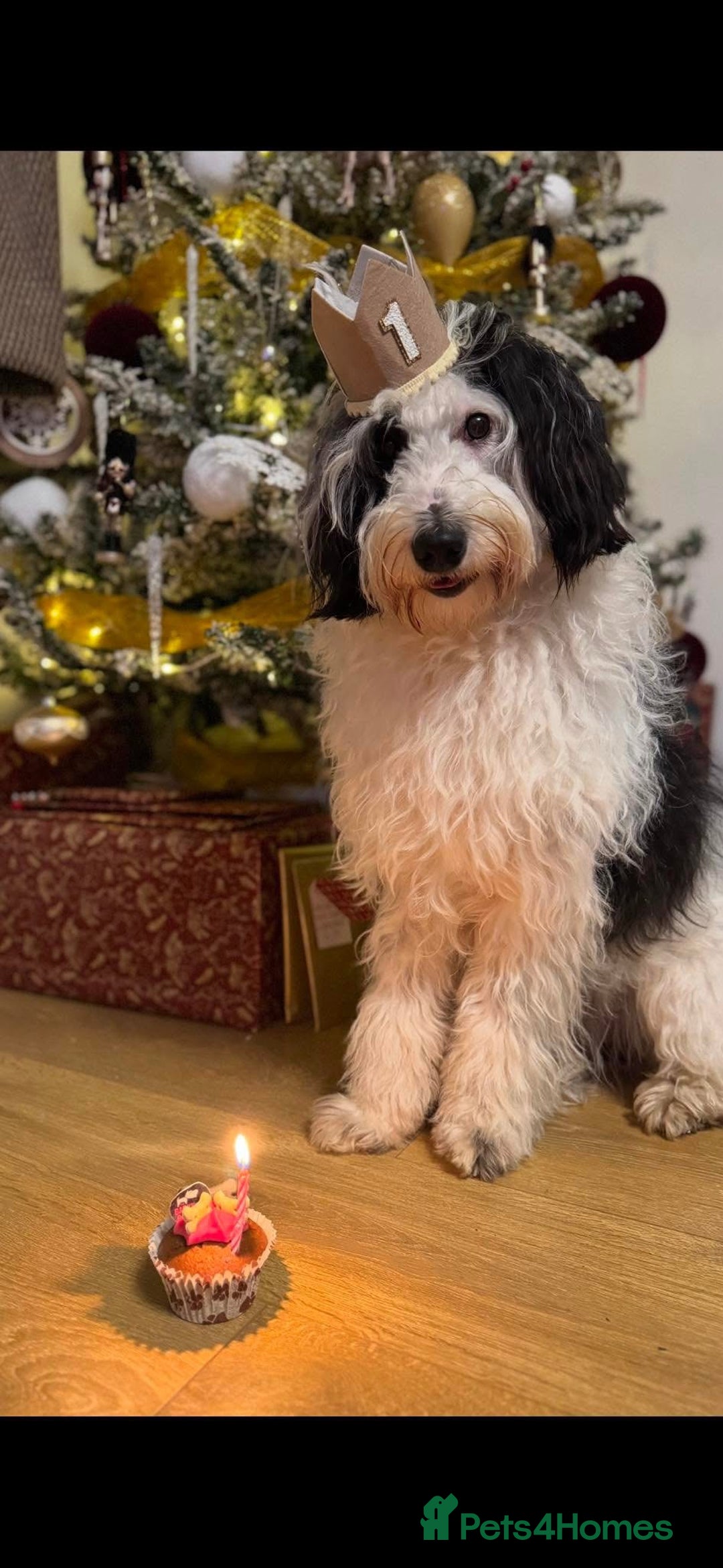 Bordoodle dogs for sale: F1 & F1b Bordoodle pups expected - Advert 28