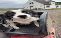 Border Collie dogs for sale: Wesley border collie - Image 2
