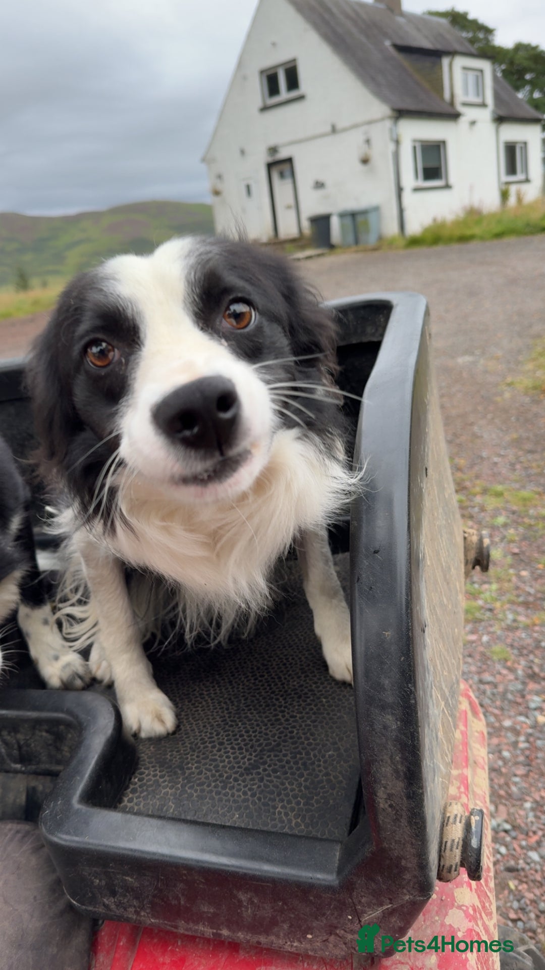 Border Collie dogs for sale: Wesley border collie - Image 2