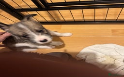 Mixed Breed dogs for sale: Siberian Husky X Staff/Lhasa Apso. Only 2 left!!  - Image 23