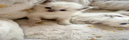 Ragdoll cats for sale: Ragdoll kittens in Blackburn - Advert 13
