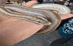 Boa Snake reptiles for sale: 2018 Male Mid Baja Rosy Boa - Image 3