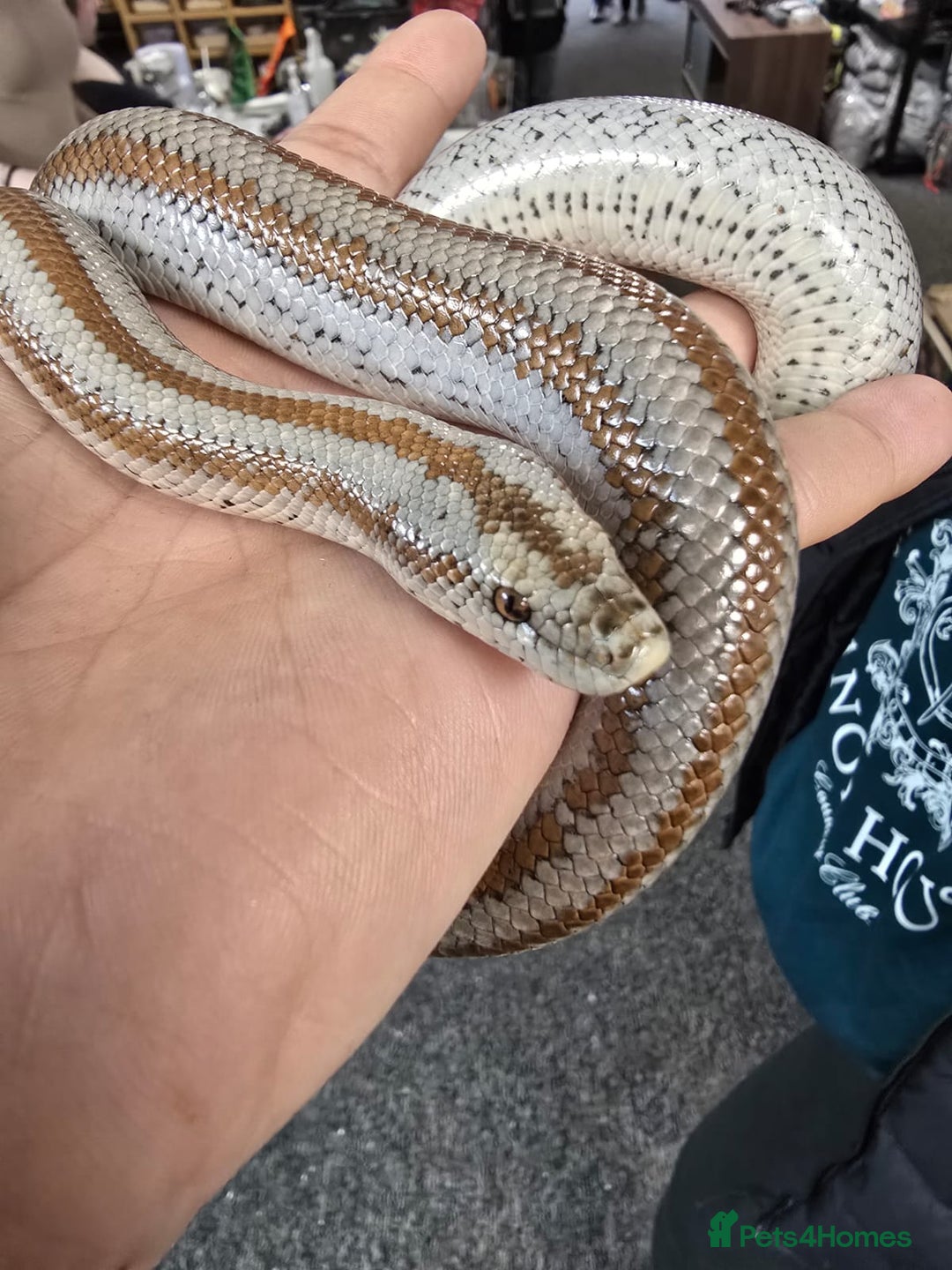 Boa Snake reptiles for sale: 2018 Male Mid Baja Rosy Boa - Image 3