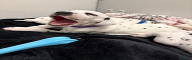 Dalmatian 2