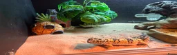 Leopard Gecko reptiles for sale: Leopard gecko and vivarium.  - Advert 8