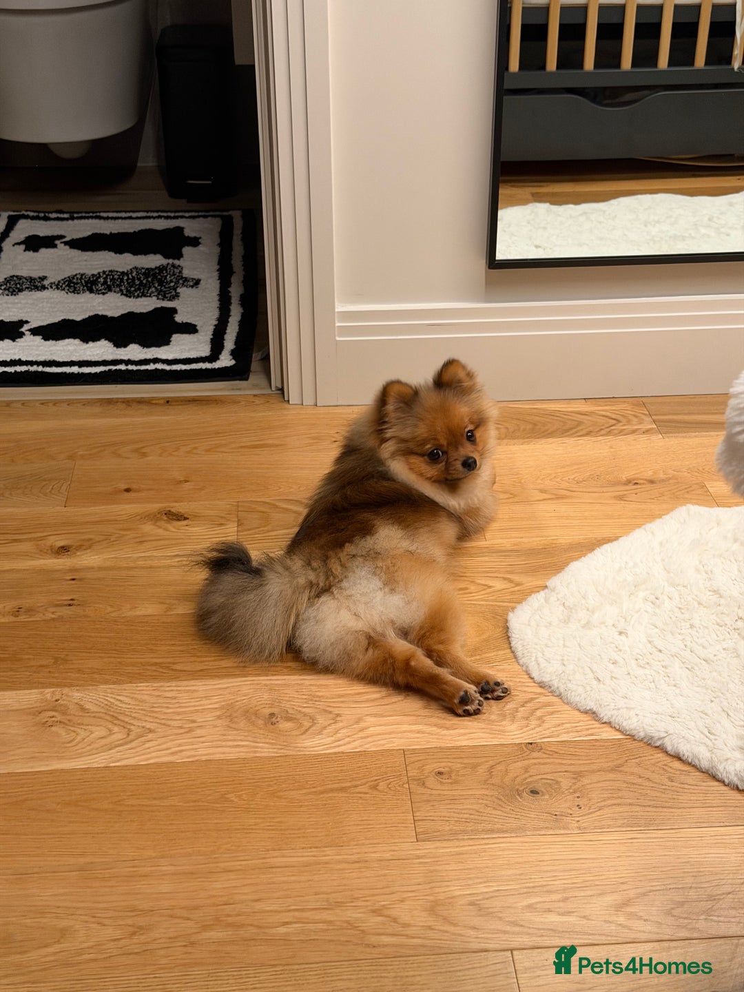 Pomeranian dogs for sale: Pomeranian girl 🤎 - Advert 2