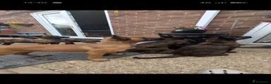 Belgian Shepherd Dog 1