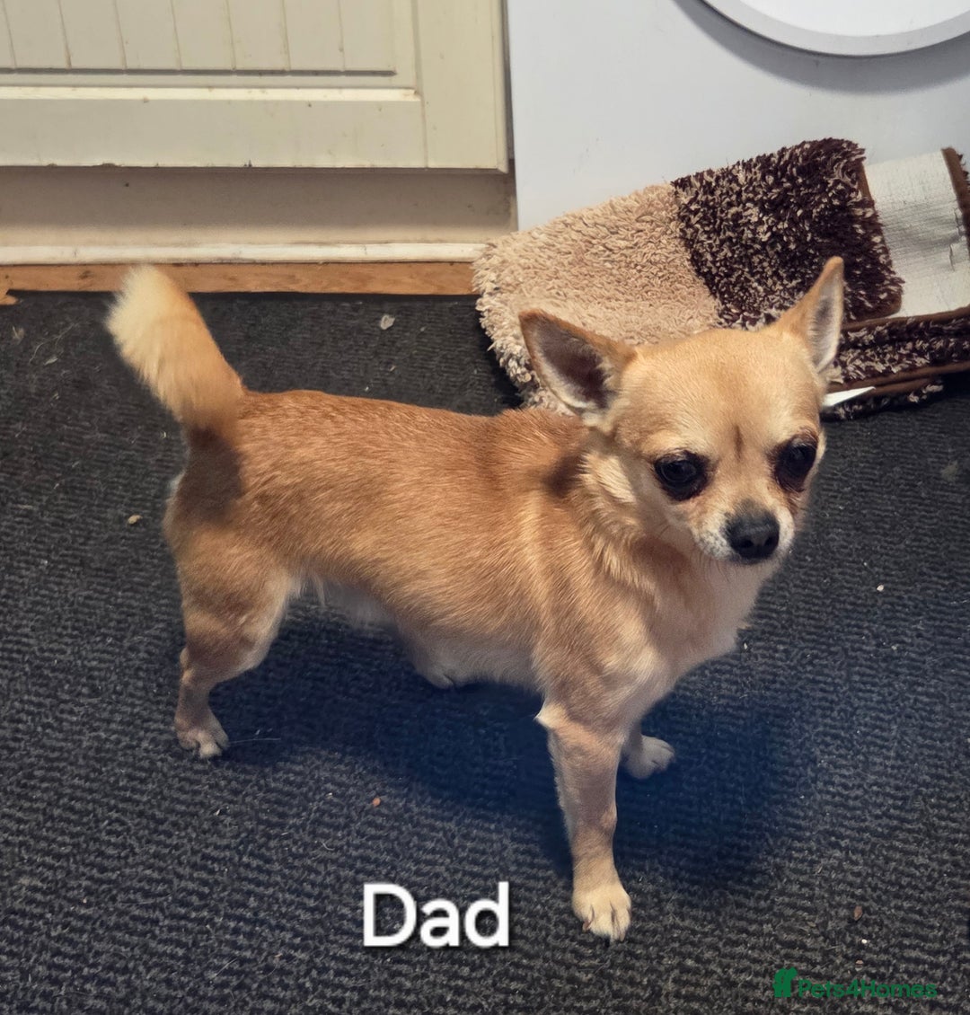 Chihuahua dogs for sale: Gorgeous pure breed chihuahua puppies  - Advert 5