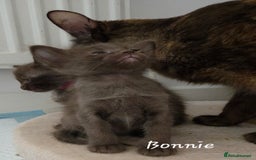 Balinese cats for sale: Beautiful Chocolate Oriental Longhairs  - Image 11
