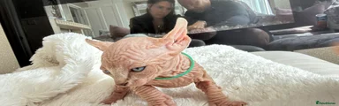 Sphynx Kitten 4