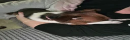 Jack Russell dogs for sale: Jack Russell bitch  in Bristol - Advert 5