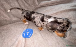 Miniature Dachshund dogs for sale: 5 beautiful miniature dachshunds for sale - Image 9