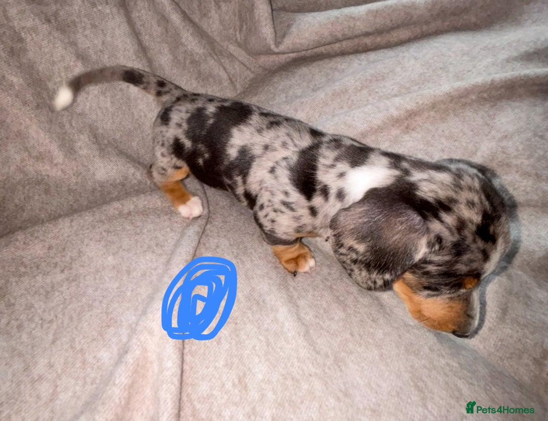 Miniature Dachshund dogs for sale: 5 beautiful miniature dachshunds for sale - Image 9