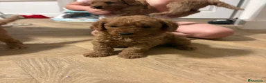 Mini Goldendoodle 3
