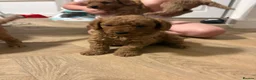Mini Goldendoodle dogs for sale: Mini Goldendoodle pups - Advert 20