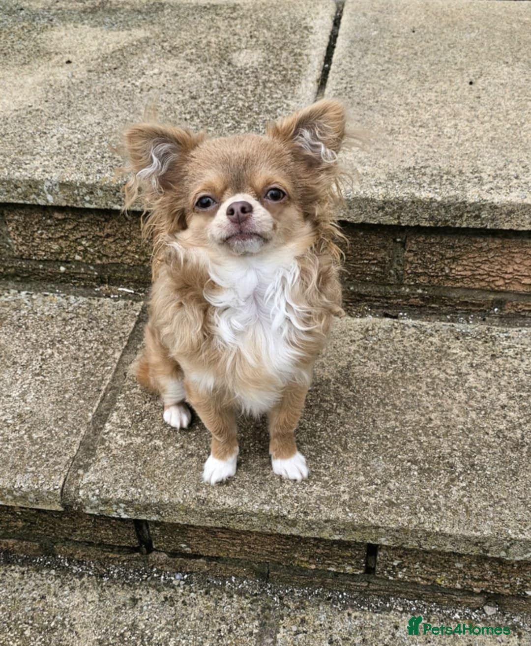 Chihuahua dogs for stud: Tiny russian/Thai kc lc chihuahua stud lilac fawn - Advert 6