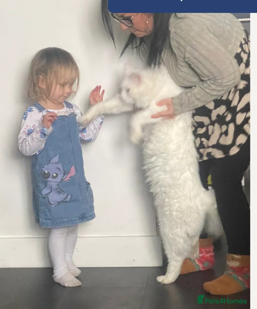 Ragdoll cats for sale: Beautiful Ragdoll Kittens  - Image 38