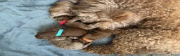 Miniature Poodle dogs for sale: Beautiful Red Miniature Poodle Puppies - Advert 7