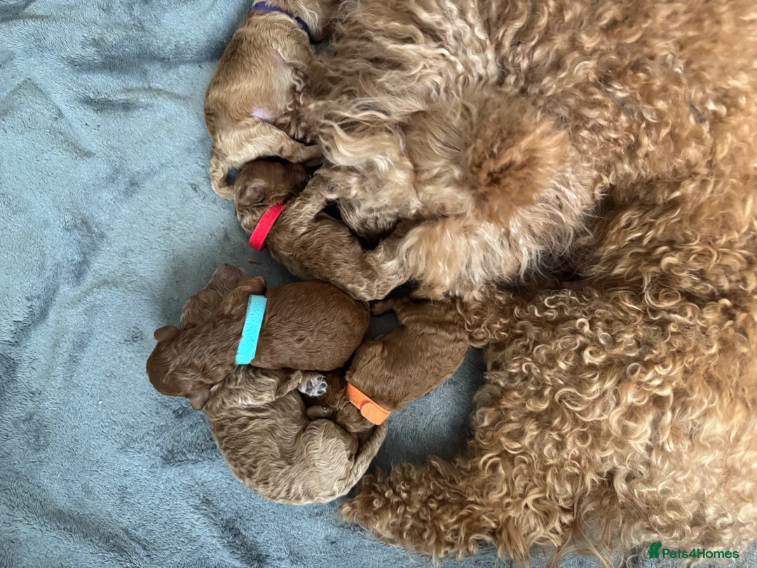 Miniature Poodle dogs for sale: Beautiful Red Miniature Poodle Puppies - Advert 7