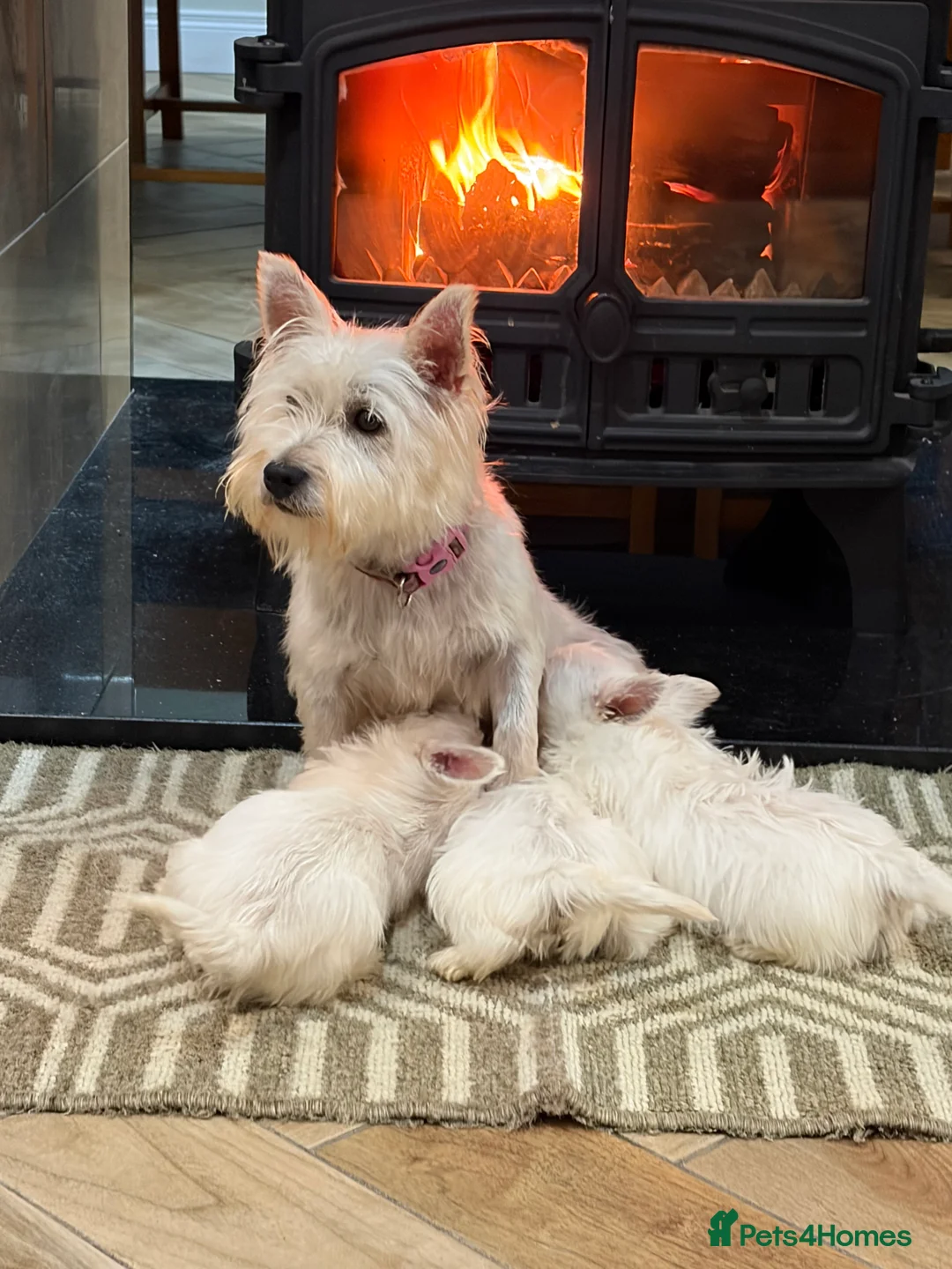 West Highland Terrier dogs for sale: West Highland Terrier puppies.  - Advert 3