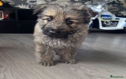 German Shepherd dogs for sale: Beautiful German sheppard puppies  - Image 2