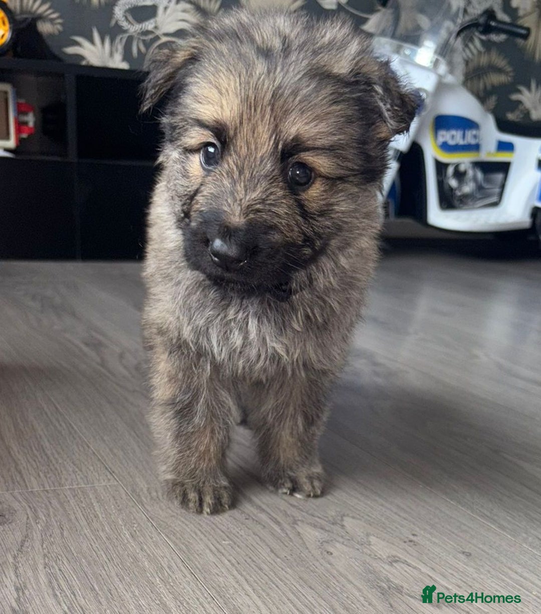 German Shepherd dogs for sale: Beautiful German sheppard puppies  - Image 2
