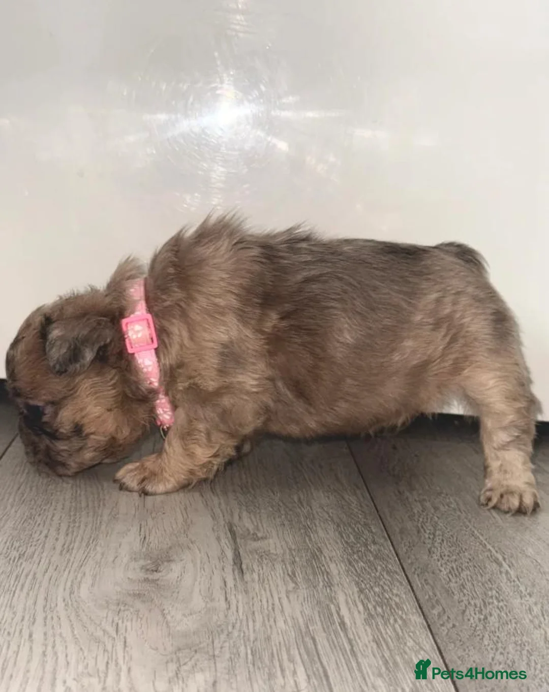 French Bulldog dogs for sale: French Bulldog Puppies for Sale in Bath - Advert 1