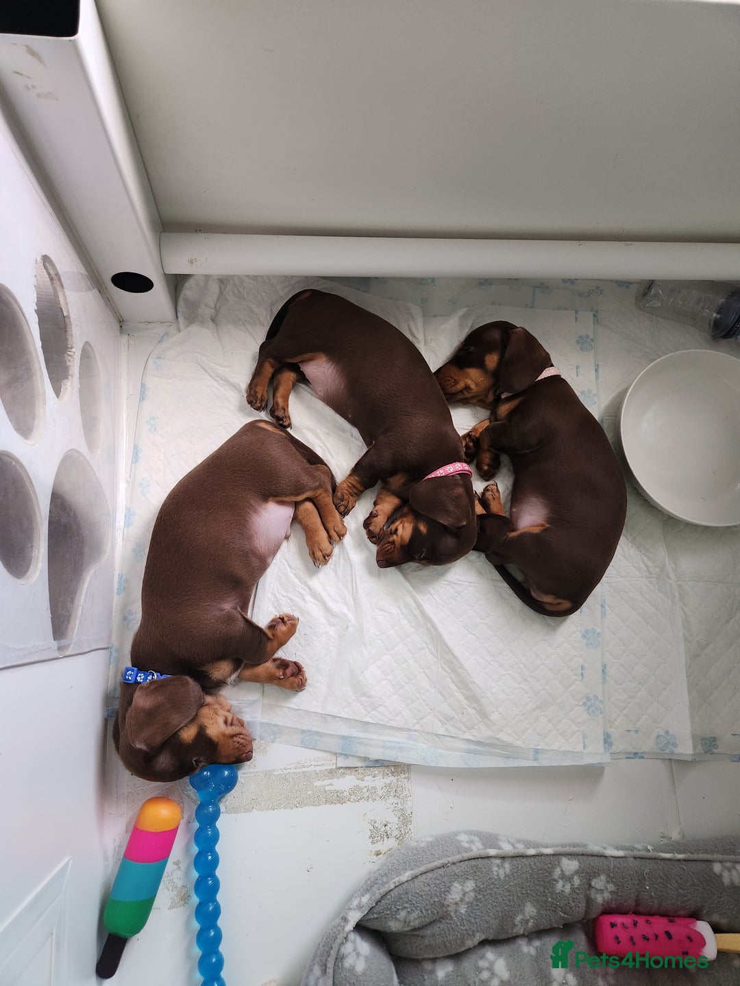 Miniature Dachshund dogs for sale: 🩷2 BABIES LEFT🐶READY TODAY🐶HAD 1ST/2ND JAB🩵 in Chorley - Image 24