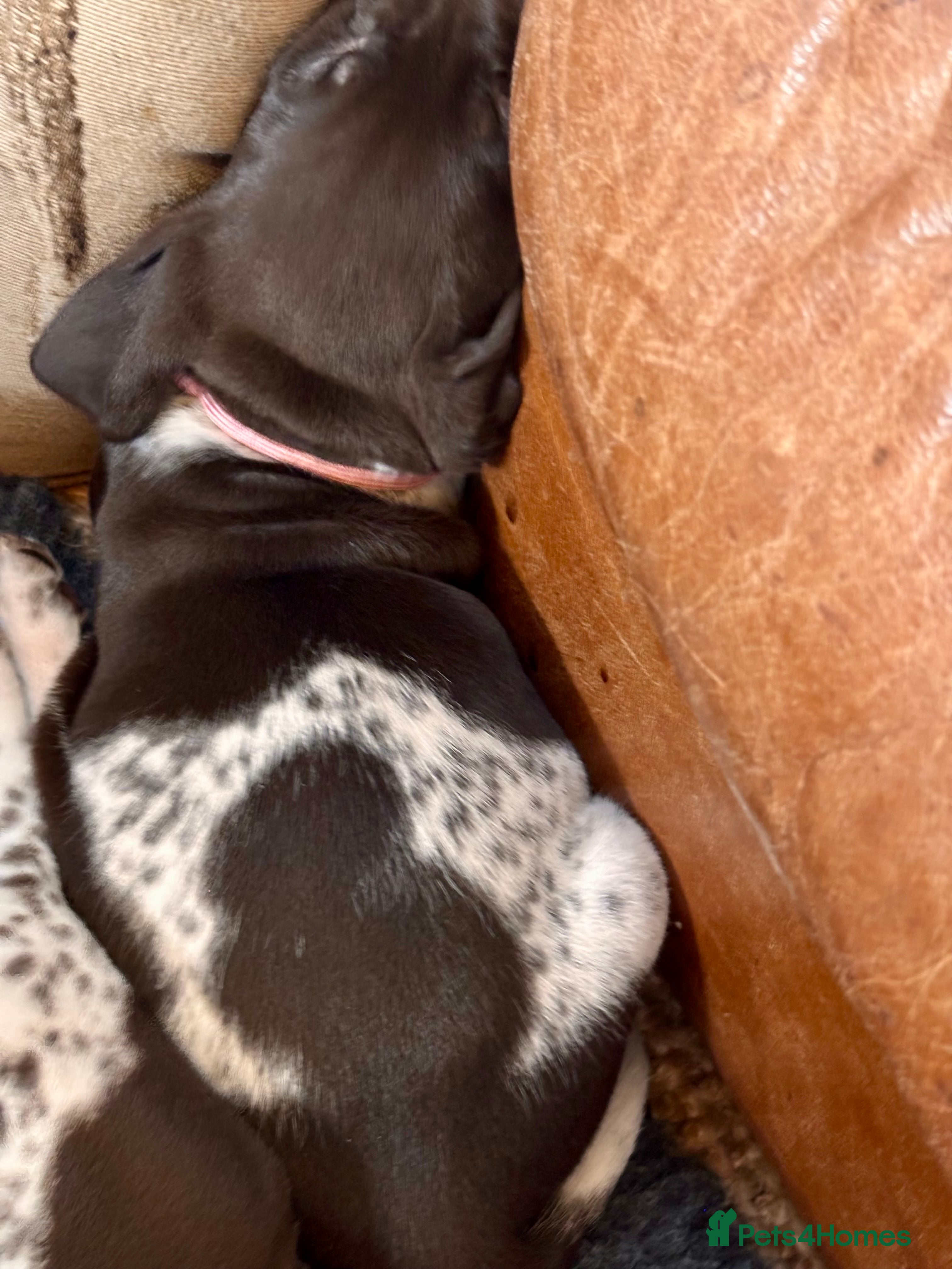German Shorthaired Pointer dogs Beautiful KC registered GSP pups.   - Advert 2