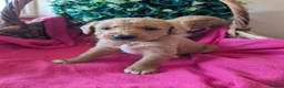 Australian Labradoodle dogs for sale: Stunning Red Australian Labradoodle puppies  - Advert 12
