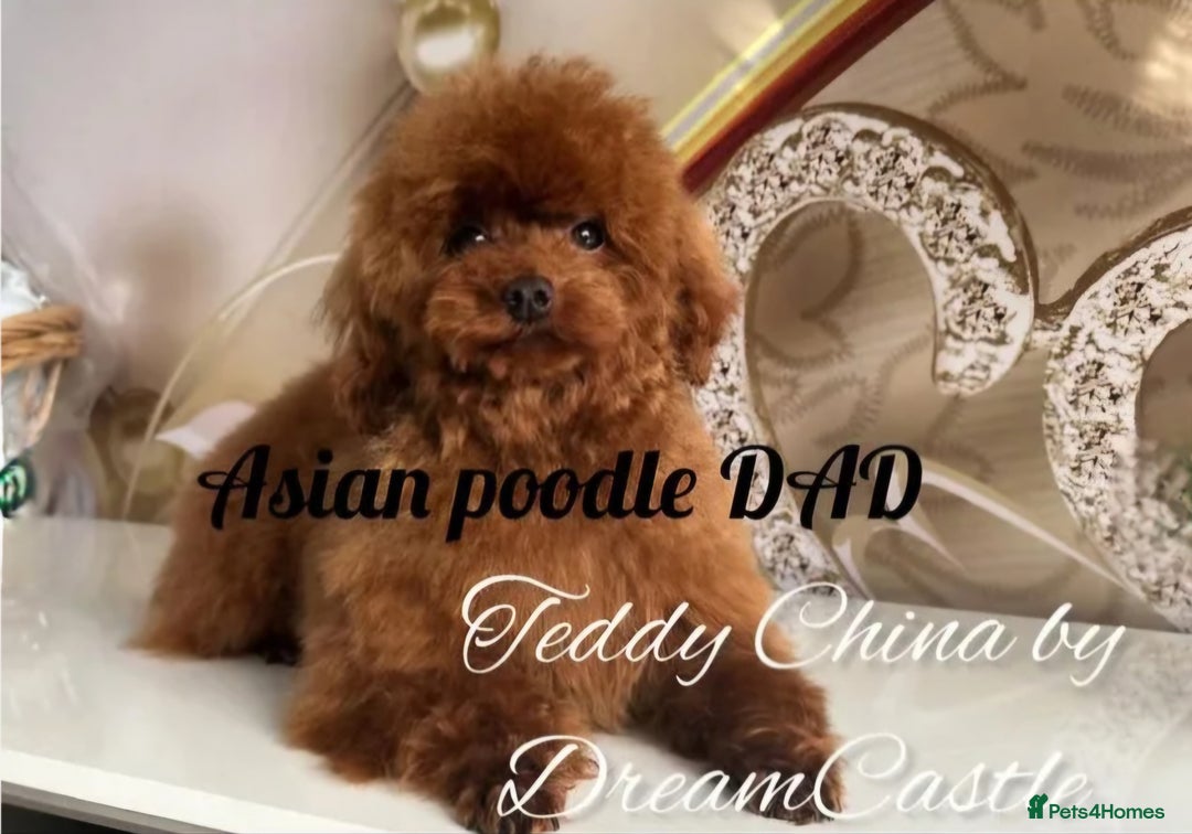 Toy Poodle dogs for stud: Red Asian poodle stud  - Advert 2