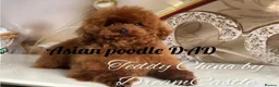 Toy Poodle dogs for stud: Red Asian poodle stud  - Advert 3