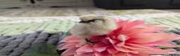 Chickens poultry for sale: Beautiful champion bloodline blue silkies  - Advert 16
