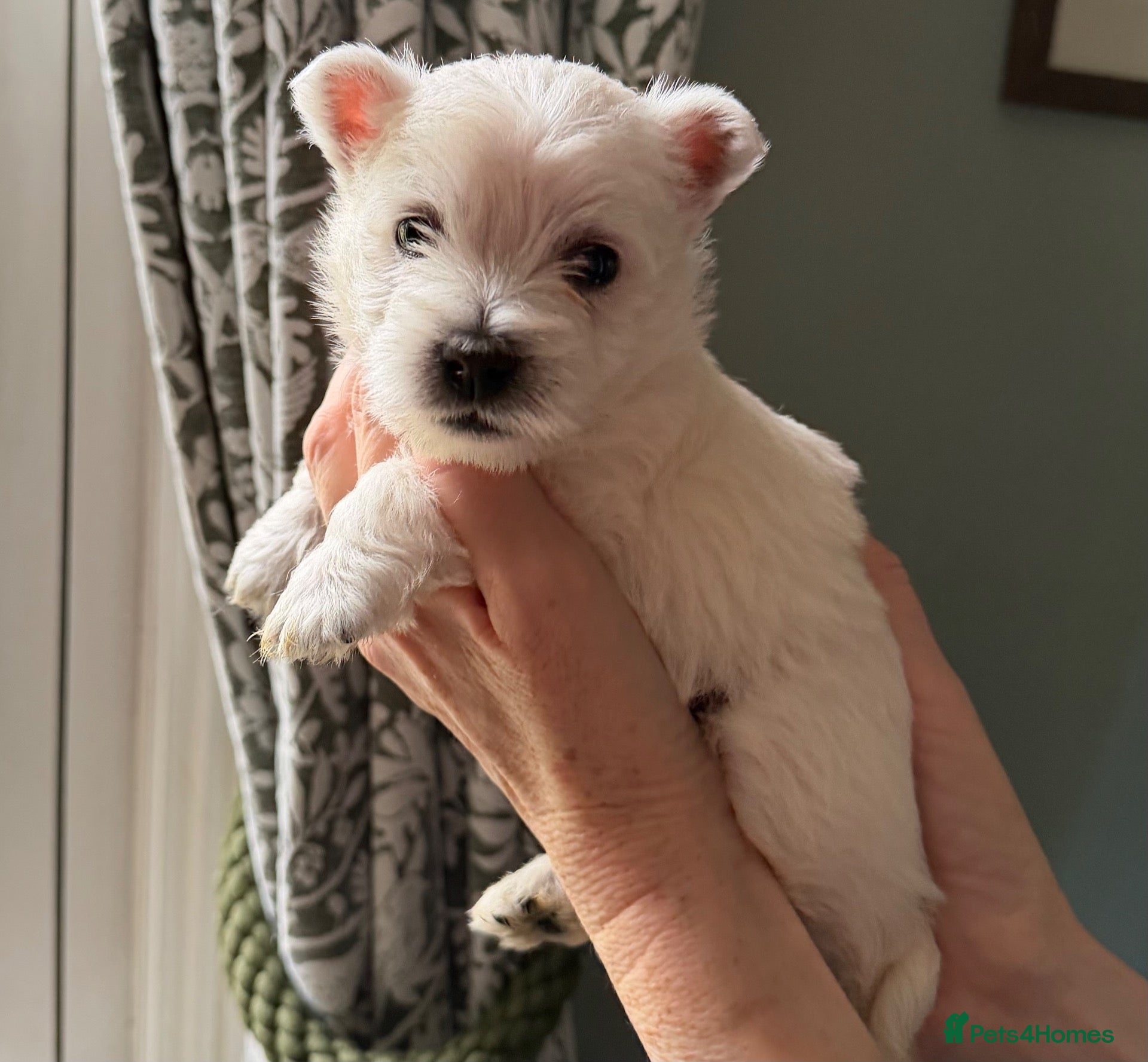 West Highland Terrier dogs KC West Highland White Terrier Pups - Advert 2
